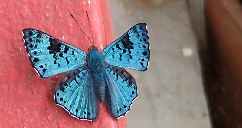 Una mariposa fotografiada por Albalucía